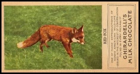 28 Red Fox